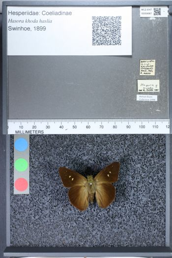 Media type: image;   Entomology 59067